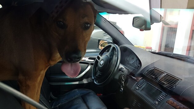 In St. Veit sperrte dieser Hund sein Herrchen aus dem Auto aus. Hilfe kam sofort (Bild: ARBÖ/KK)