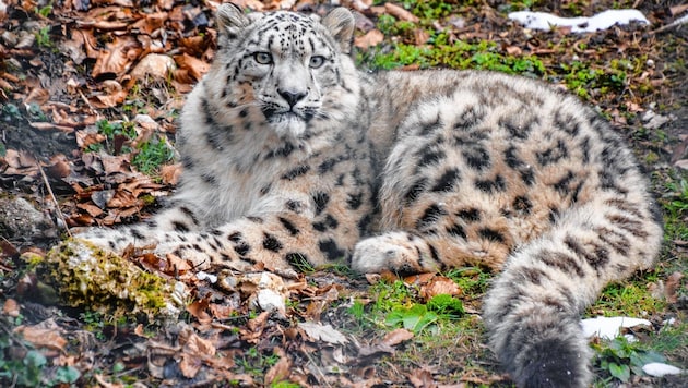 „Kiran“, der elf Monate alte Schneeleopard des Salzburger Zoos, verstarb plötzlich (Bild: Zoo Salzburg)
