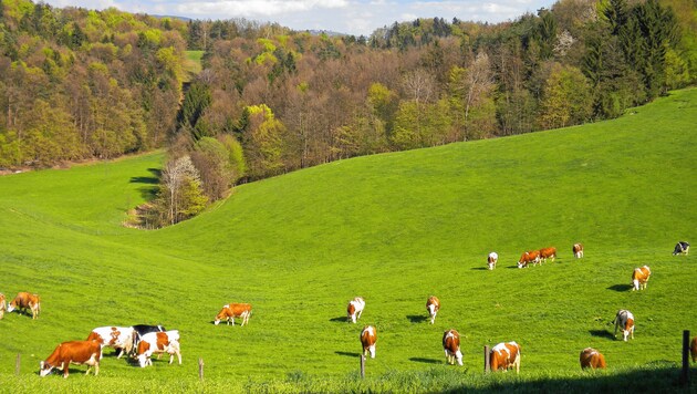 Weidehaltung ist tierfreundlich. Zusätzlich sind die Kühe ein wichtiger Faktor bei der Landschaftspflege und somit auch für den Tourismus. (Bild: zVg.)