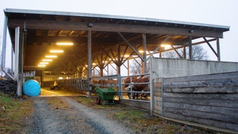 Viele können sich die Investition in einen neuen, tierfreundlichen Stall nicht leisten.. (Bild: Christian Hoppe)