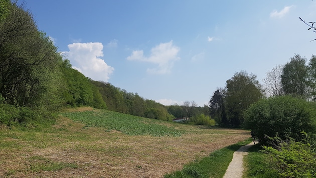 Dieser Weg am unteren (hier rechten) Rand des Grundstücks verbindet die beiden Sackgassenäste der Wolfauerstraße bzw. die Stadtteile Dornach und Auhof. Durch den Wald darüber (links) geht es zur Pferdebahnpromenade. (Bild: Werner Pöchinger)