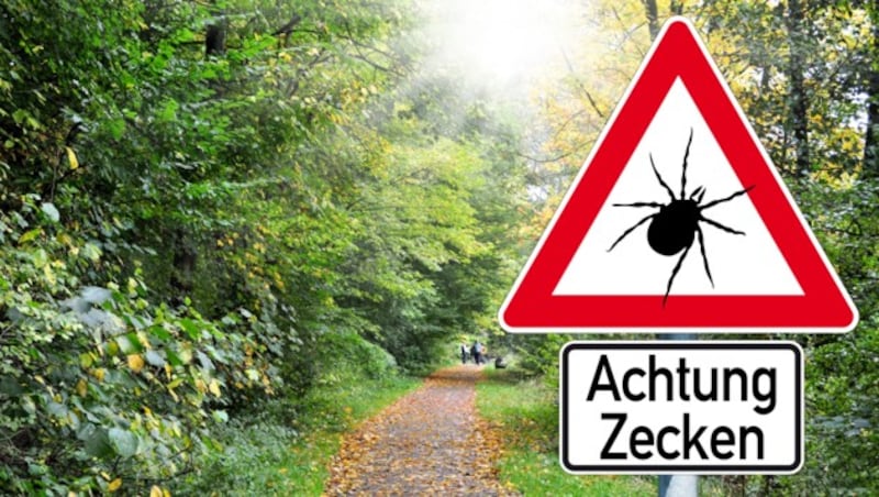 Man muss gar nicht tief in den Wald gehen - Zecken sitzen bevorzugt auf Gräsern und Büschen, also auch im Garten. (Bild: stock.adobe.com)