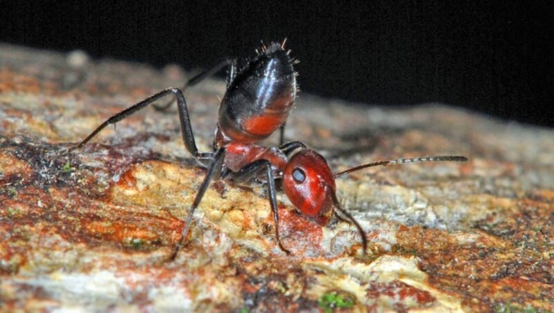 Eine Arbeiterin der Ameisen-Art Colobopsis explodens (Bild: National Geographic/Alexey Kopchinskiy)