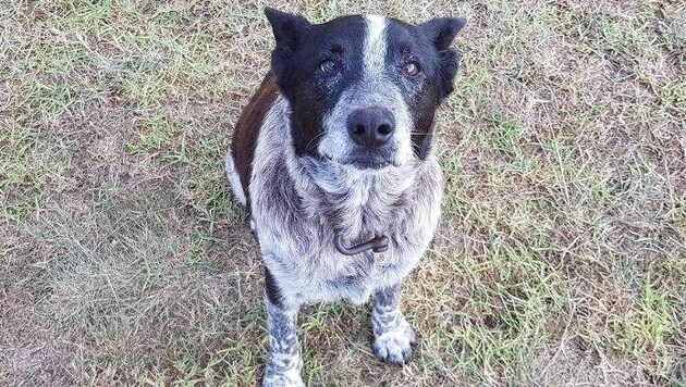 „Max“ wird zum Polizei-Ehrenhund ernannt. (Bild: facebook.com)