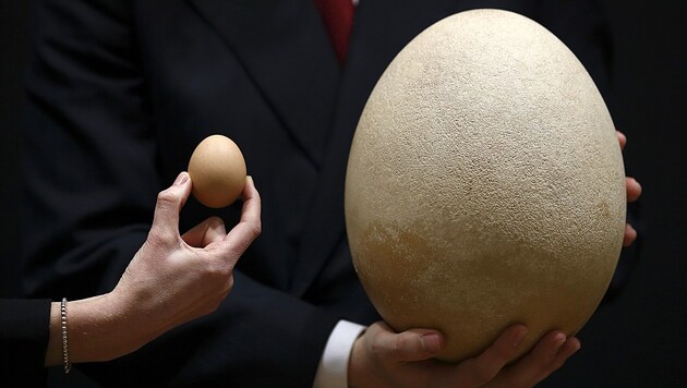 Ein Ei eines Elefantenvogels im Vergleich zu einem Hühnerei (Bild: APA/AFP)