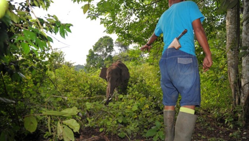 Mehrere Tierarten stünden bereits vor dem Aussterben. (Bild: AFP)