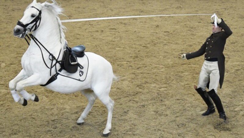 Ein Lipizzaner und ein Bereiter während einer Vorführung der Spanischen Hofreitschule (Bild: APA/ROBERT JAEGER)