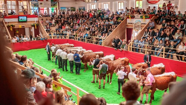 Mehr als 200 Rinder wurden dem Preisrichter Matthias Süess aus der Schweiz am Samstag und am Sonntag präsentiert. 
 (Bild: EXPA Pictures)