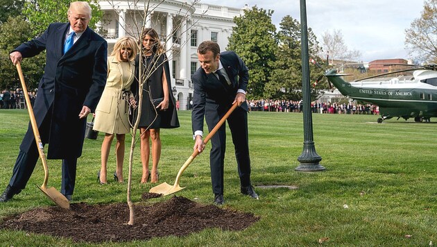 Trump und Macron mit Ehefrauen und Eiche (Bild: AP)