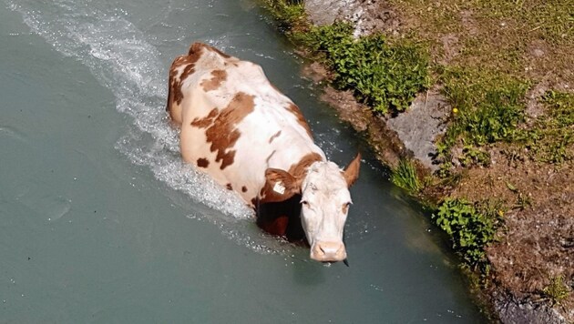 Diese Kuh fiel in den Almkanal. (Bild: Privat)