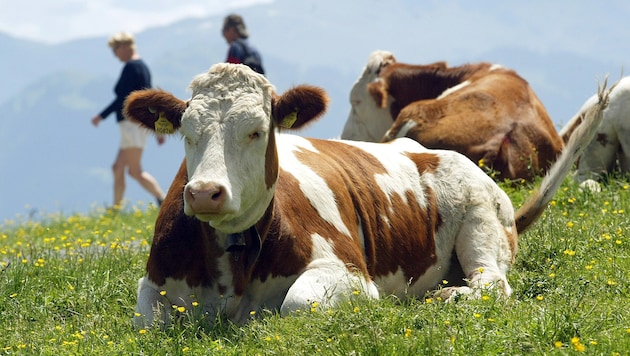 Spokojené krávy na horské pastvině. Podle zemědělců by měl spotřebitel na první pohled poznat způsob chovu také podle značky kvality. (Bild: Christof Birbaumer)