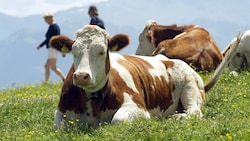 Glückliche Kühe auf der Alm. Der Konsument soll auf einen Blick am Gütesiegel auch die Haltungsform erkennen, geht es nach den Landwirten. (Bild: Christof Birbaumer)