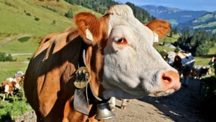 In Brüssel geht‘s am Montag um Ernährung und diverse Begrifflichkeiten.