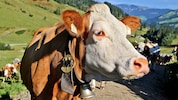 In Brüssel geht‘s am Montag um Ernährung und diverse Begrifflichkeiten.