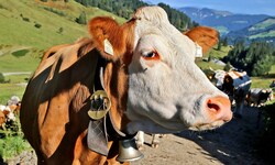 In Brüssel geht‘s am Montag um Ernährung und diverse Begrifflichkeiten.
