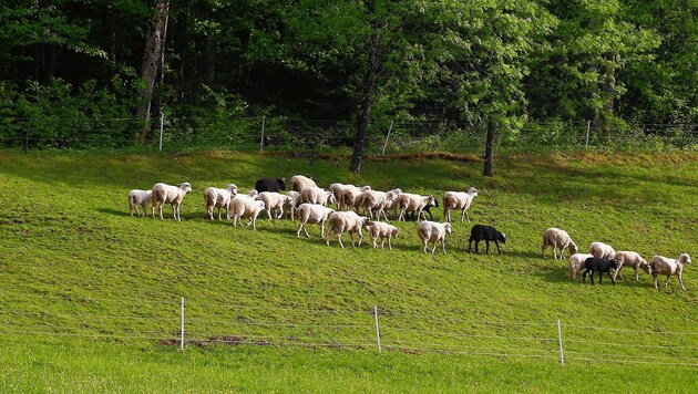Die vom Wolf betroffene Herde im Pongauer Tenneck (Bild: GERHARD SCHIEL)