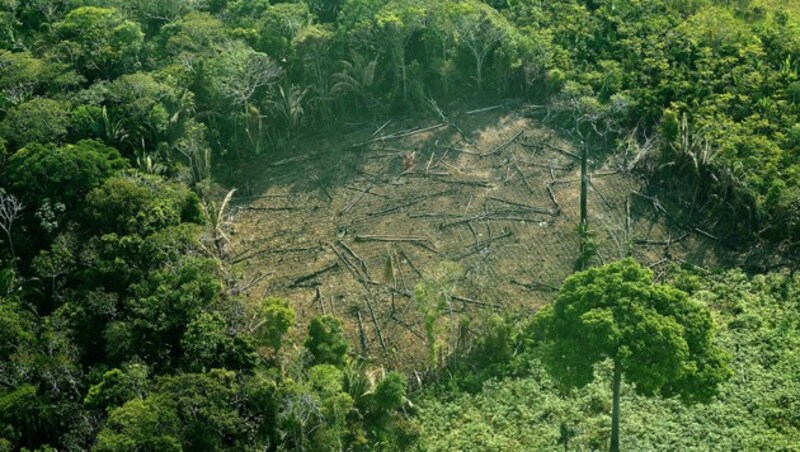 Gerodeter Regenwald in Brasilien (Bild: APA/AFP/CARL DE SOUZA)