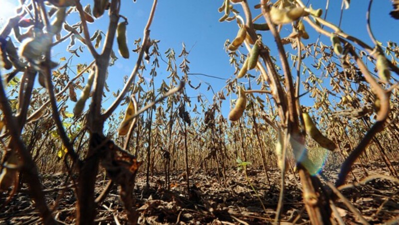 Eine Sojabohnenplantage in Paraguay (Bild: AFP)