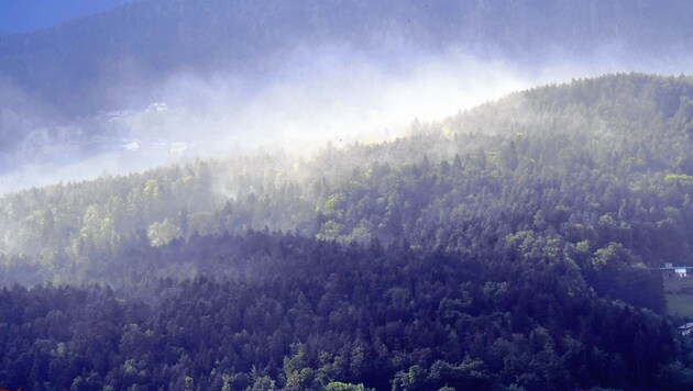 Keinen Nebel, sondern Blütenstaub der Fichte zeigt diese Aufnahme bei Pörtschach-Töschling. (Bild: Sobe Hermann)
