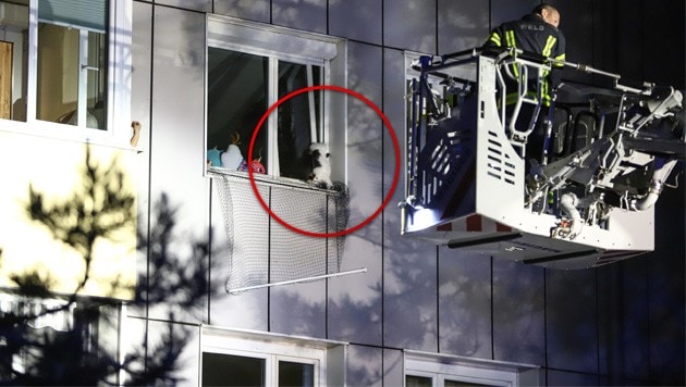 Die schwarz-weiße Katze stecke kopfüber in einem Fensterspalt der Wohnung in Wels-Lichtenegg fest (Bild: Matthias Lauber/laumat.at)