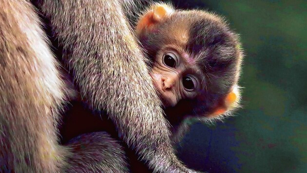 Bald wird es in Landskron wieder viele kleine Affenbabies geben. (Bild: Klaus Freithofer)