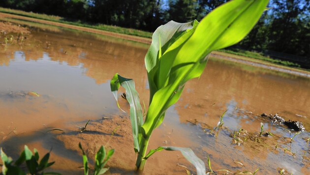 Eine einzelne standhafte Maispflanze inmitten vieler ,ertrunkener´ (Bild: Sepp Pail)