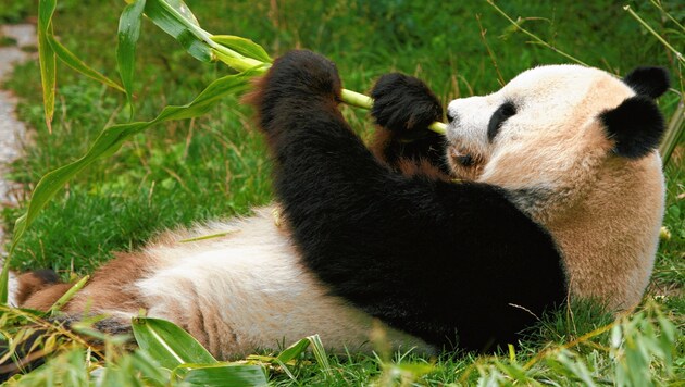 Panda „Long Hui“ im Tiergarten Schönbrunn (Bild: REUTERS)