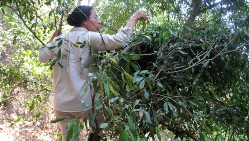 Forscherin Adriana Hernandez-Aguilar nimmt Proben von einem Schimpansen-Nest. (Bild: NC State University)