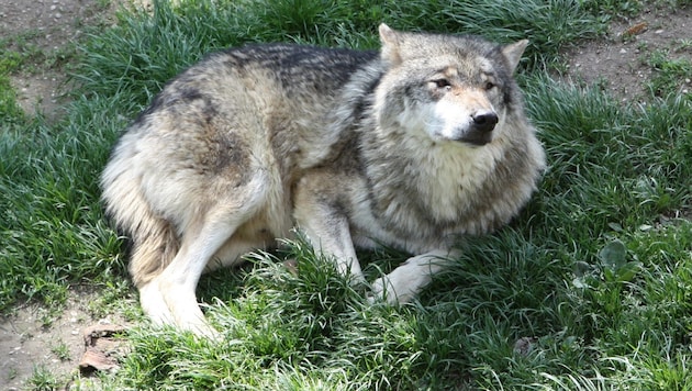Ein offenbar frühjahrsmüder Wolf im Tierpark Altenfelden. (Bild: Werner pöchinger)