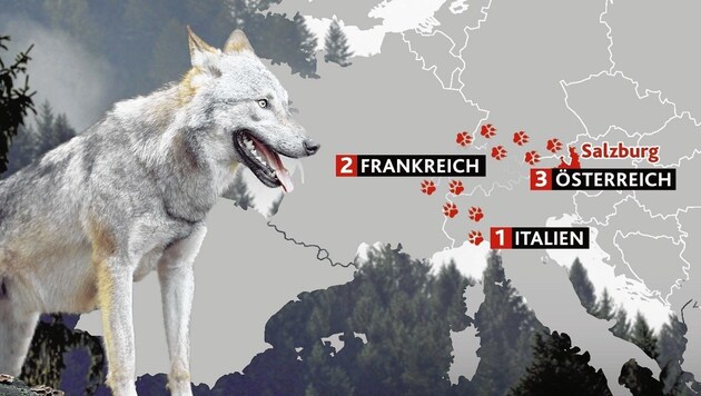 Die Wölfe stammen aus dem Westalpenraum. (Bild: Kronen Zeitung)
