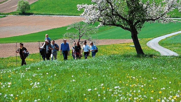 Viele Wege führen auf den oststeirischen Kulm - ab sofort sind alle wieder frei begehbar. (Bild: Steiermark Tourismus/Reinhard Lamm)