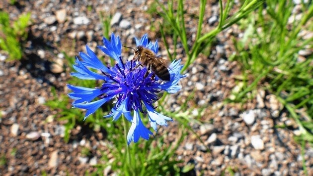 Die Kornblume lockt Insekten an. Blühflächen bieten Bienen und Vögeln Nahrung und einen wertvollen Lebensraum. (Bild: Naturschutzbund)