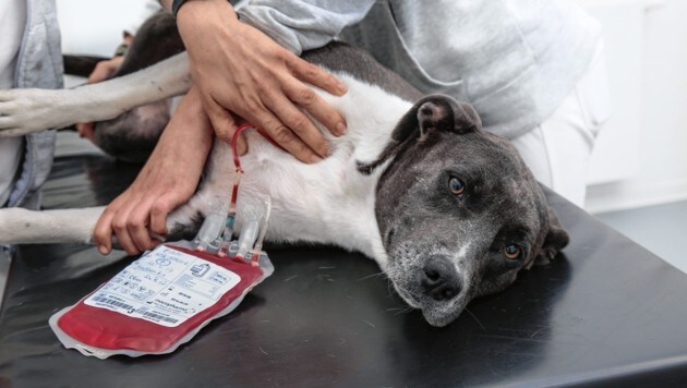 Hunde (und auch Katzen), die für eine Blutspende geeignet sind, werden konstant gesucht. (Bild: Michael Fraller)