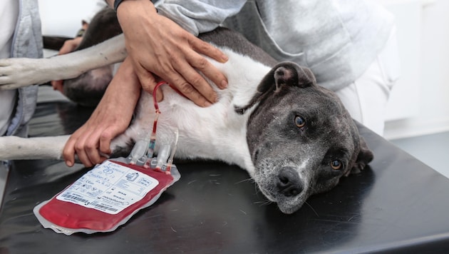 Hunde (und auch Katzen), die für eine Blutspende geeignet sind, werden konstant gesucht. (Bild: Michael Fraller)
