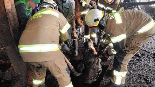Gemeinsam mit dem Landwirt hievten die Feuerwehrmänner das Kalb aus der Güllegrube. (Bild: FF Lofer)