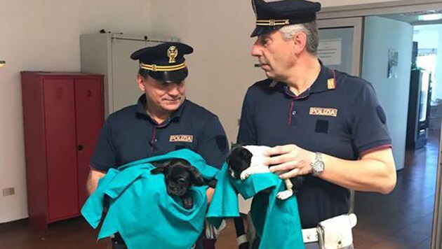 Ventuno cuccioli di bulldog francesi e maltesi scoperti da Polstrada di Amaro (Udine) nel bagagliaio di unAlfa Romeo sportwagon in arrivo dallAustria. Foto fornita dalla Polizia (Bild: ANSA)