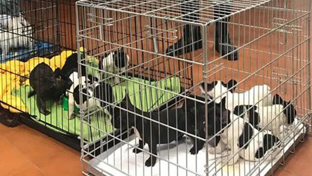 Ventuno cuccioli di bulldog francesi e maltesi scoperti da Polstrada di Amaro (Udine) nel bagagliaio di unAlfa Romeo sportwagon in arrivo dallAustria. Foto fornita dalla Polizia (Bild: ANSA)