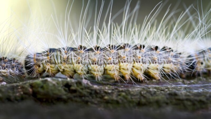 Bis zu 600.000 giftige Härchen hat die Raupe des Eichenprozessionsspinners, um sich vor Fressfeinden zu schützen. (Bild: dpa-Zentralbild/Patrick Pleul)