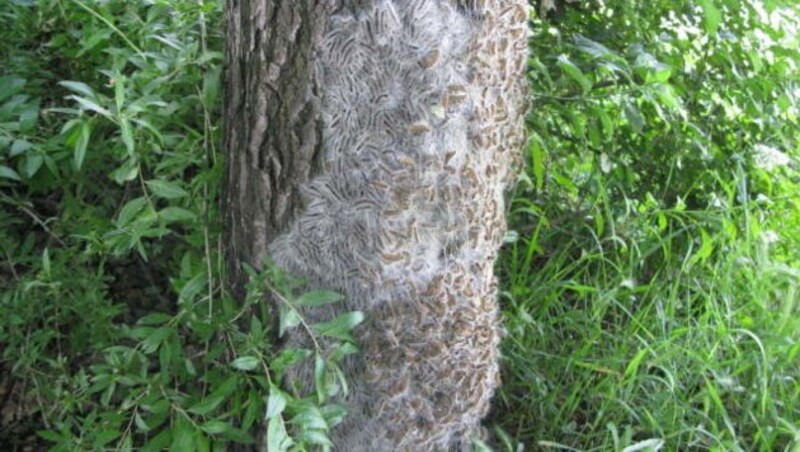 (Bild: Bundesforschungszentrum für Wald)