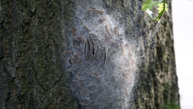 Los profesionales eliminan mejor los nidos de las orugas.  (Imagen: APA/dpa/Bodo Marks)