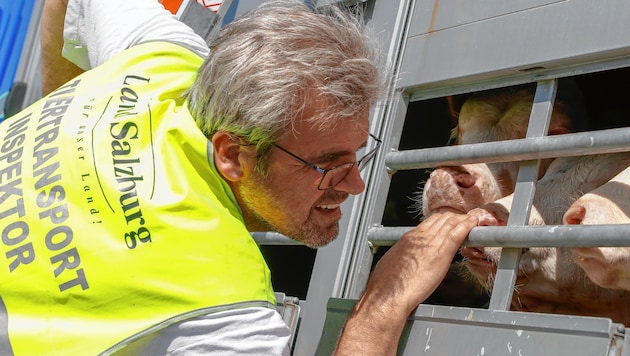 Der Amtstierarzt Manfred Pledl kontrolliert, ob der Transport auch tiergerecht abläuft (Bild: Markus Tschepp)