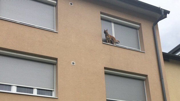Der Schäferhund war durch die Jalousien geschlüpft und saß am Fensterbrett fest. (Bild: Hauptfeuerwache Villach)
