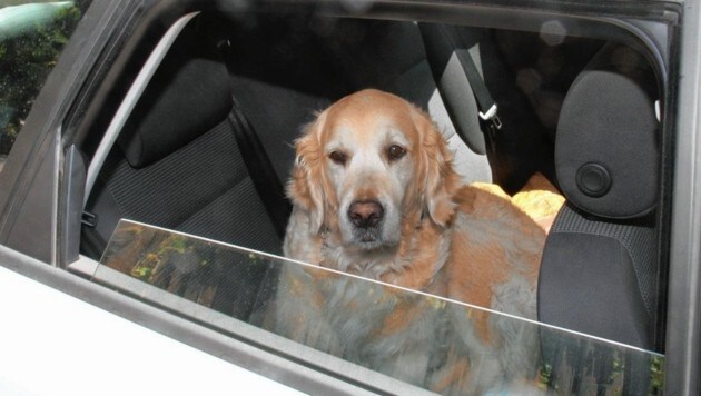 Derzeit darf man niemals einen Hund im Auto lassen! (Symbolbild) (Bild: Sepp Pail)