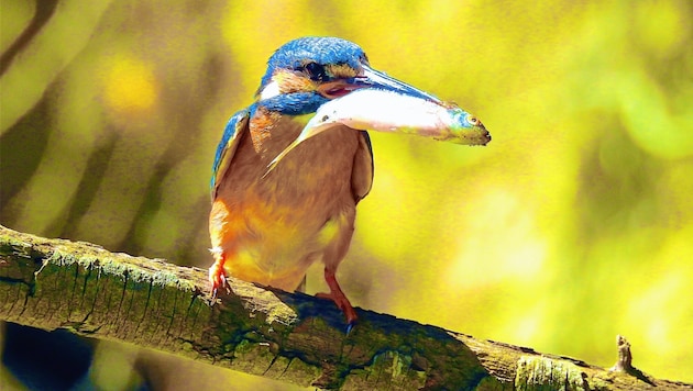 Der Fisch, den dieser kleine Eisvogel gefangen hat, ist für seinen Nachwuchs bestimmt. (Bild: Streitmaier Dietmar)