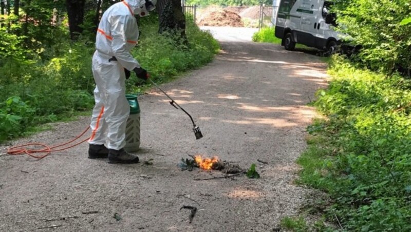 Mit Flammenwerfern wird den Raupen zu Leibe gerückt. (Bild: Bundesgartenamt)