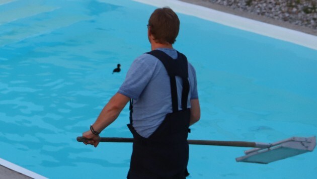 Feuerwehrleute fischten die Enten aus dem Pool (Bild: laumat.at / Matthias Lauber)