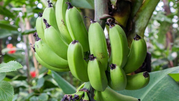 Die Bananenart Musa acuminata hat heilende Wirkung. (Bild: Wikipedia/Ichwarsnur (CC BY-SA 4.0))