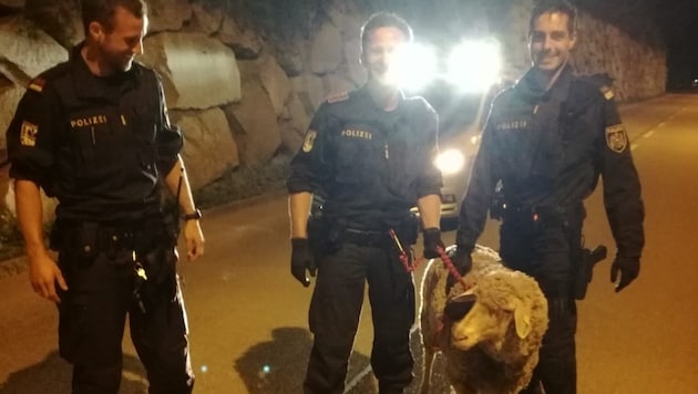 Die Welser Polizisten und das „verhaftete“ Schaf (Bild: Polizei OÖ)
