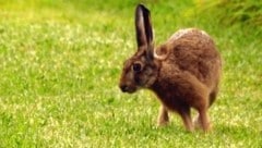 Die Hasenpest hat in Salzburg seit Anfang Mai acht Tiere dahin gerafft. (Bild: OÖ LJV)