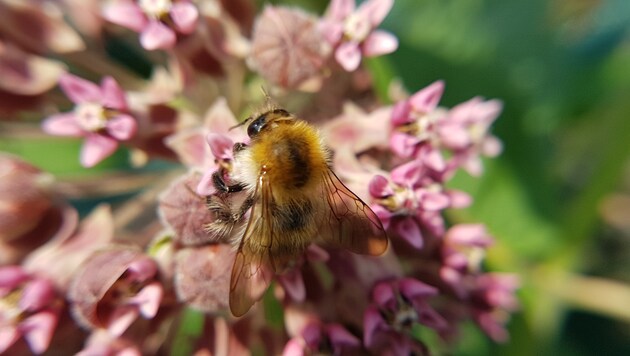Eine Honigbiene beim fleißigen Sammeln. (Bild: Werner Pöchinger)